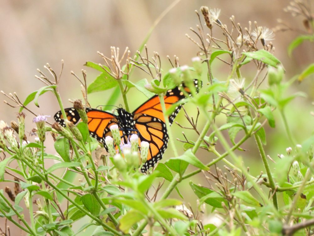 A monarch butterfly resting on a flower
