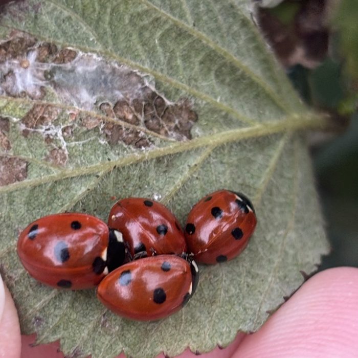 Insects & bugs