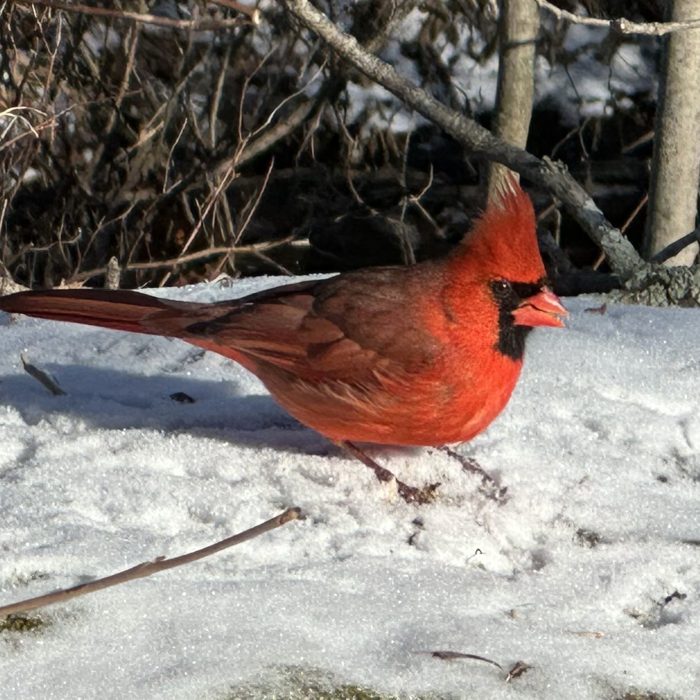 Birds