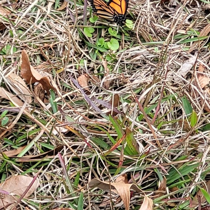 Butterflies & moths