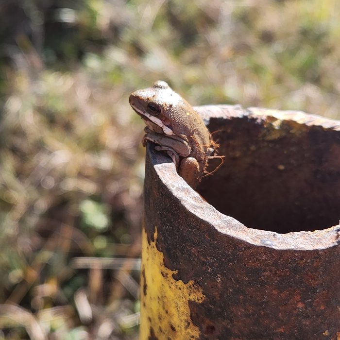 Reptiles & amphibians