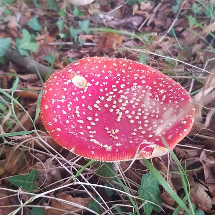 Mushrooms